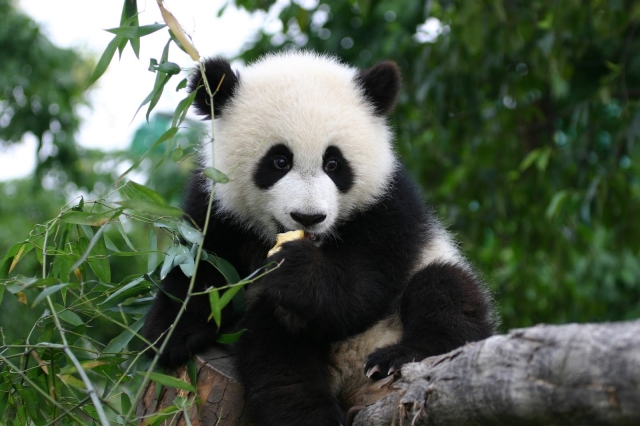 Día Nacional del Oso Panda: Celebrando a una especie emblemática