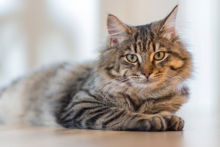 Elimina el olor a orina de gato de tu casa con estos remedios caseros