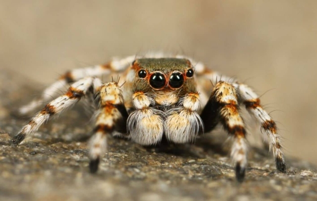 Las picaduras de araña aumentan durante invierno.