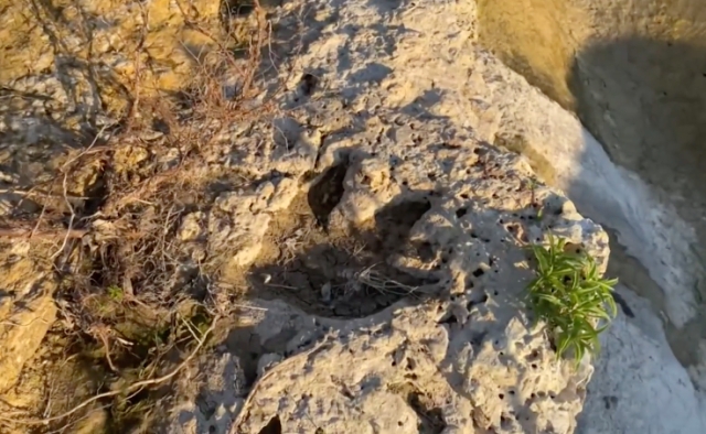 Descubren huellas de dinosaurio de más de 100 millones de años en Texas