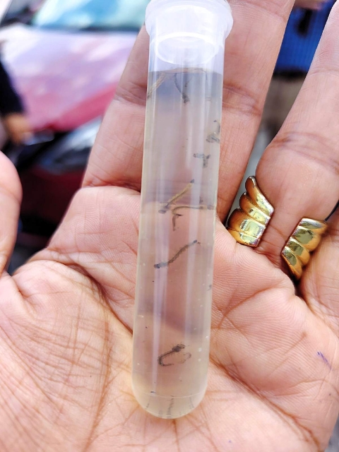 Inicia en Ocuituco mapeo de especies de mosquitos de importancia médica