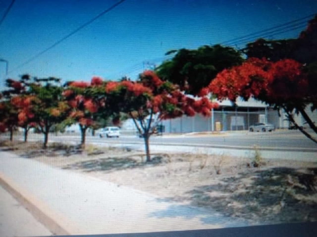 Ciudadanos de Zacatepec se inspiraron en otros lugares para sembrar tabachines y dar belleza y sombra a lo largo de la carretera.