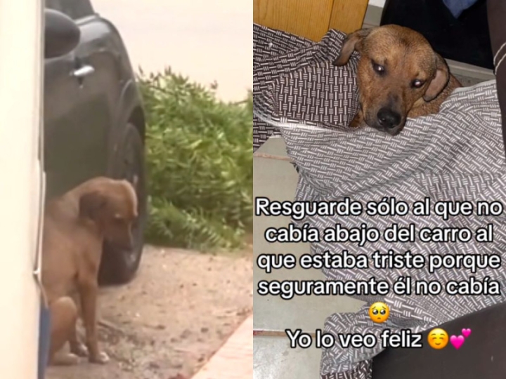 Joven se convierte en heroína al rescatar a un perrito en medio del huracán Otis