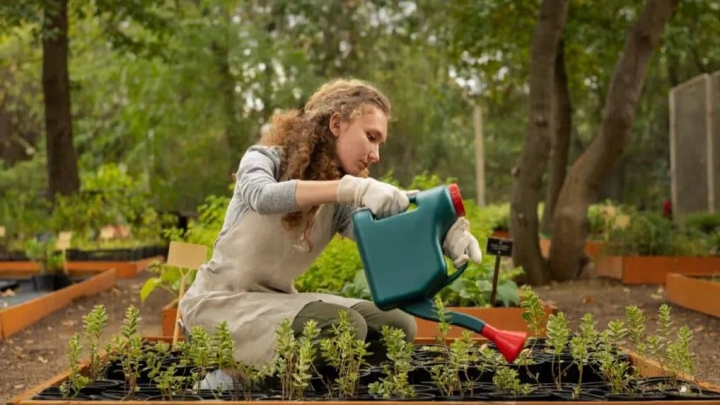 Aprende a detectar si tus plantas necesitan agua con estas recomendaciones