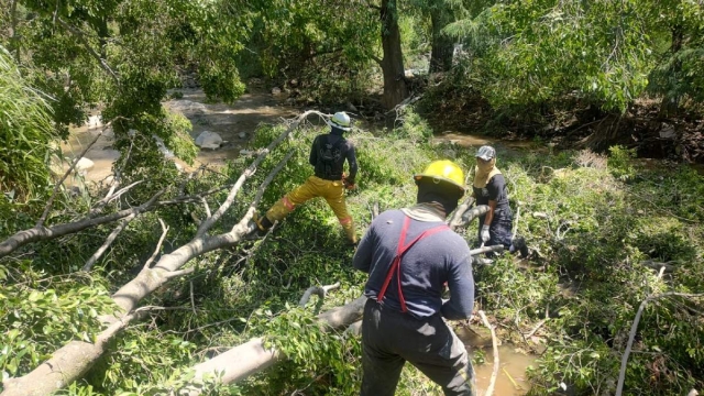 Los fuertes vientos han afectado árboles durante las primeras lluvias de la temporada.