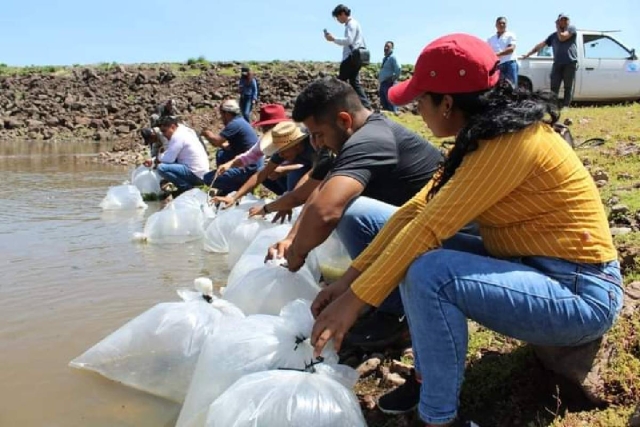 Con la siembra de crías de tilapia se pretende reactivar la pesca en ese embalse.