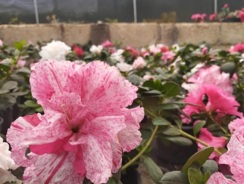 Viveros en Tetela del Monte: coraz&oacute;n verde de Cuernavaca