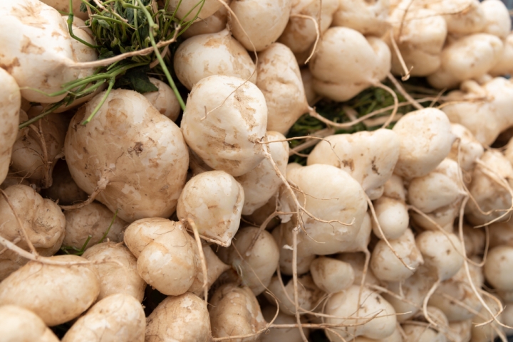 Guía práctica y fácil para cultivar la jícama en el huerto que tienes en casa