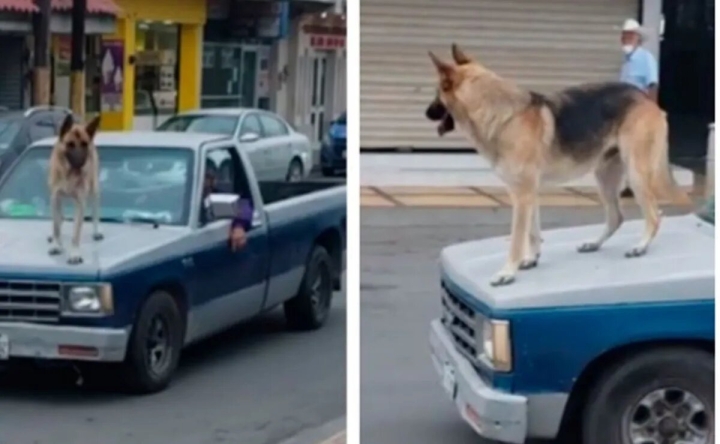 Pasea a su perro en cofre de su camioneta