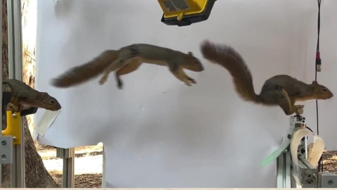 Robot inspirado en ardillas da un salto hacia el futuro de la robótica