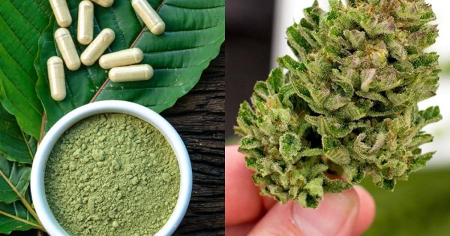 Tailandia autoriza consumo de la droga &quot;Kratom&quot;.