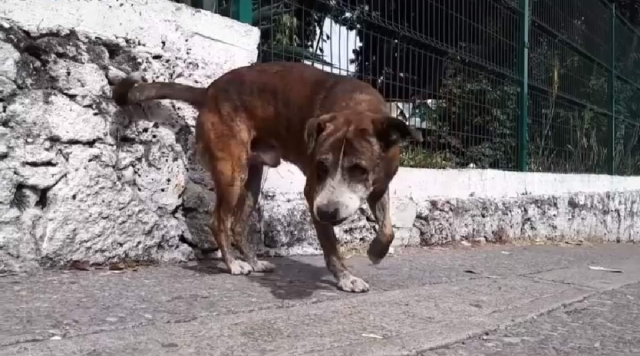 El especialista recomendó vigilar a las mascotas y dotarlas de un lugar fresco con agua limpia para beber a fin de enfrentar esta ola de calor.