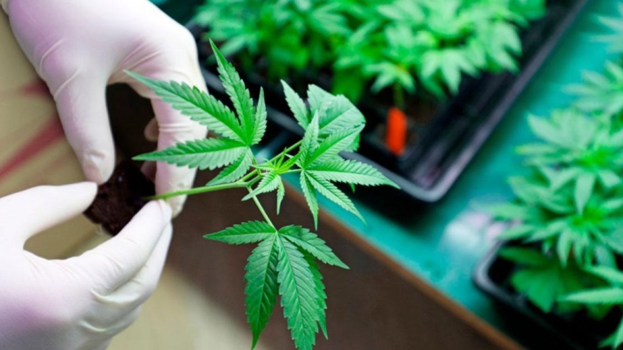Alemania aprueba ley para uso recreativo de cannabis