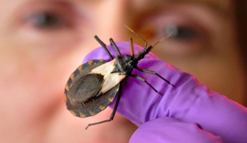 Del olvido a la acción: hablemos del &#039;Chagas&#039; este 14 de abril