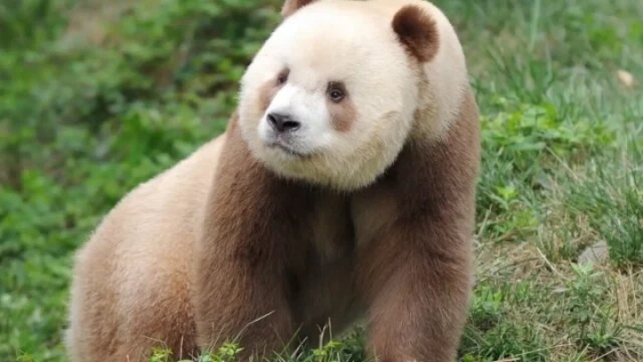 Descubren mutación genética que origina el color marrón en pandas