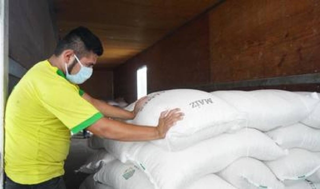 El costo del maíz será determinante en el impacto al precio de la tortilla. Segalmex anunció ayer que prevé comercializar este año maíz blanco con los tortilleros. 