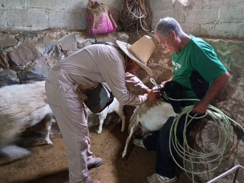 Concluye primera fase de vacunación antirrábica en Yautepec