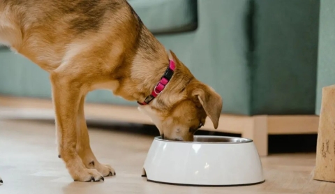 C&oacute;mo influye la alimentaci&oacute;n de mascotas en su huella ambiental