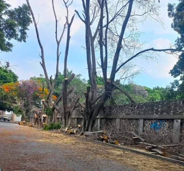 Vecinos y ecologistas denunciaron la tala de varios árboles.