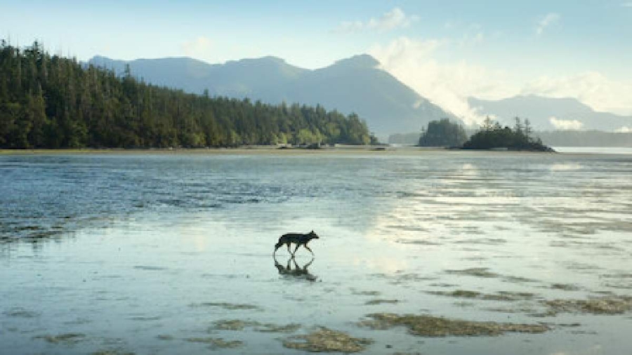 La isla de los lobos costeros 