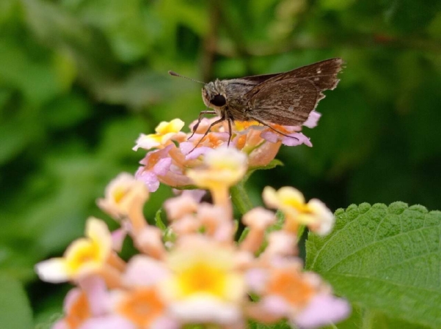 Una nueva investigación muestra que las palomillas son polinizadores más eficientes que las abejas