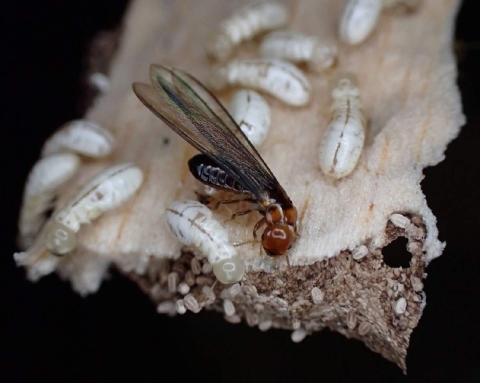 Un exterminador de termitas descubierto recientemente es mejor,  más específico y no daña a los humanos