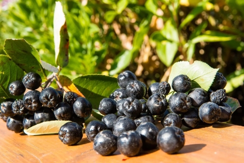 Aronia, la baya que protege tu salud, regula el azúcar y la presión arterial