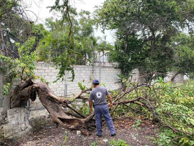 Dos árboles se cayeron este miércoles en Cuautla.