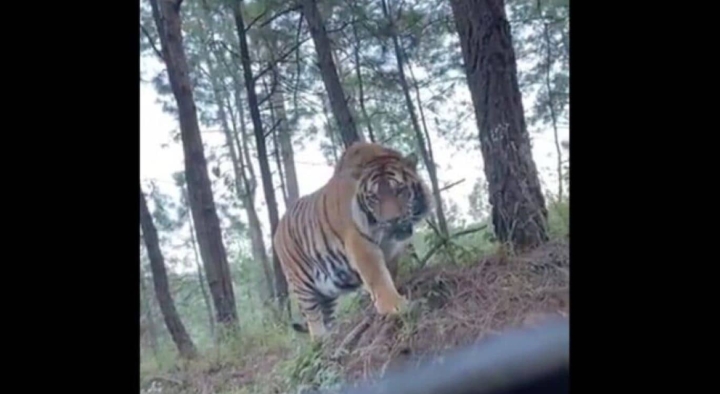 Captan a tigre de bengala en carretera.