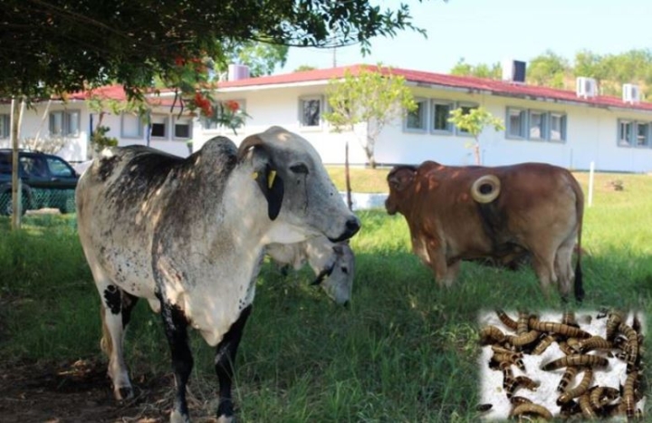 Estudiantes lanzan proyecto para alimentar ganado con gusanos degradadores de unicel