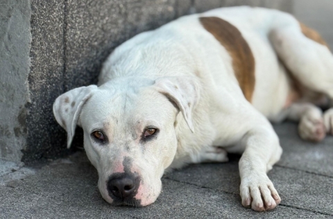 Investiga Propaem caso de maltrato a un canino en Cuautla