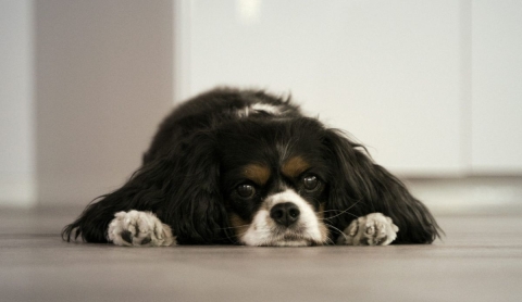 ¿Cuántas horas puede estar solo tu perro? Esto pasa si te excedes