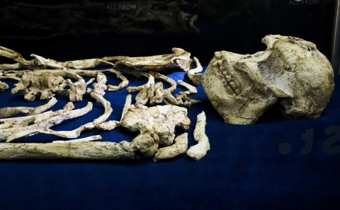 Reconstruyen por primera vez en 3D el rostro del australopiteco 'Little Foot'