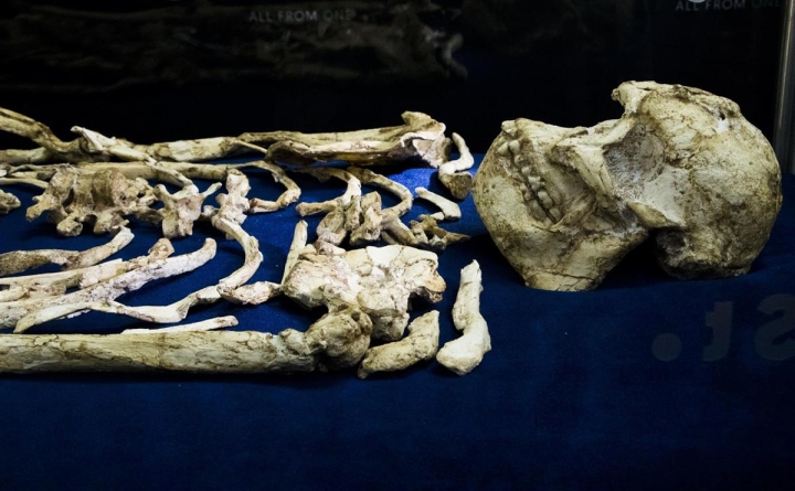 Reconstruyen por primera vez en 3D el rostro del australopiteco 'Little Foot'