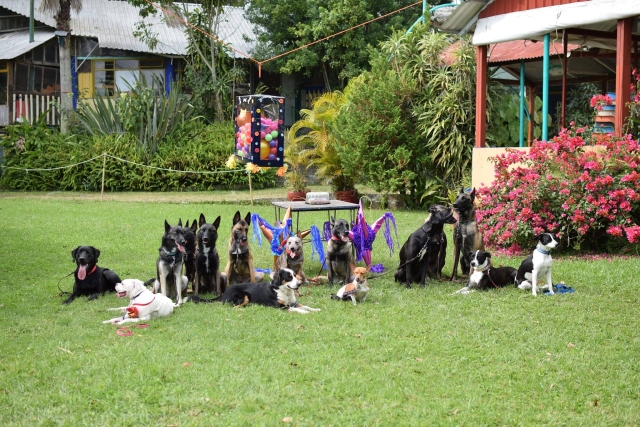 Realizan pastorela con perros.