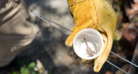 Llama SSM a reforzar medidas preventivas contra la picadura de alacrán