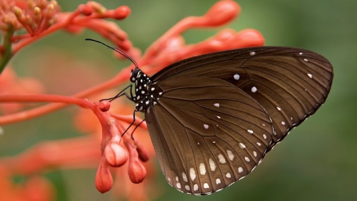 ¿Quieres que las mariposas visiten el huerto o jardín? 3 alimentos para atraerlas