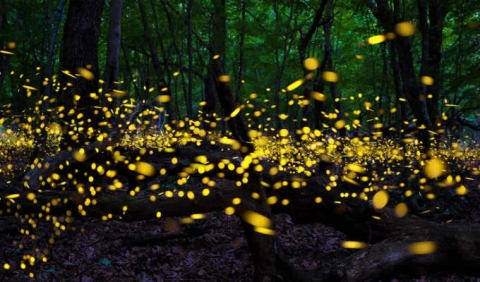 Comienza la temporada de luciérnagas en los bosques mexicanos