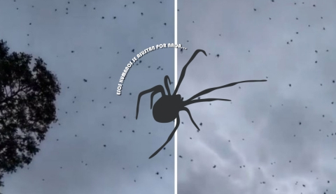 Alerta climática: 90% de probabilidad de arañas