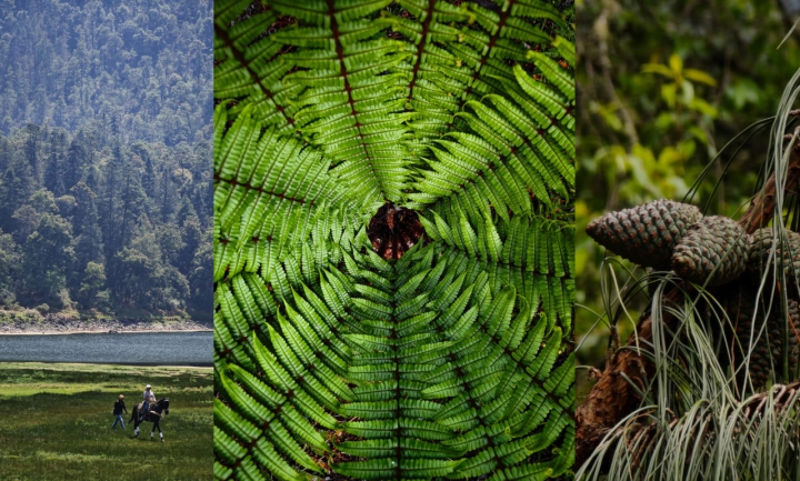 Maravillas en el bosque