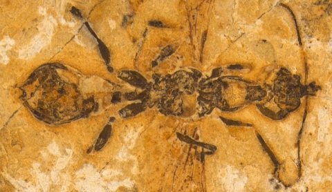 Nuevo fósil revela cómo las hormigas conquistaron la Tierra hace 113 millones de años