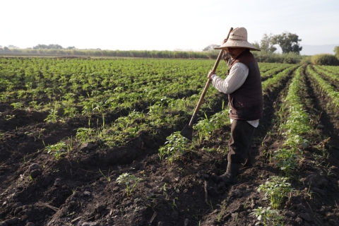 Fortalece Gobierno de México producción agrícola en Morelos con tecnificación del Distrito de Riego 016