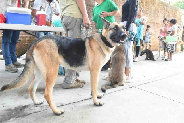   Con el reglamento se busca fomentar el respeto, cuidado y buen trato hacia los animales domésticos.