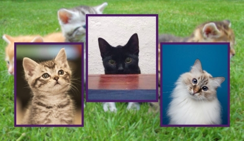 ¡Háblale bonito! Tu gato realmente entiende tus palabras