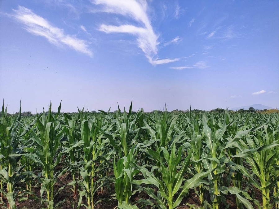 Siembras como maíz, sorgo, cebolla y cítricos son favorecidos por el buen temporal, externó la Sedagro.  
