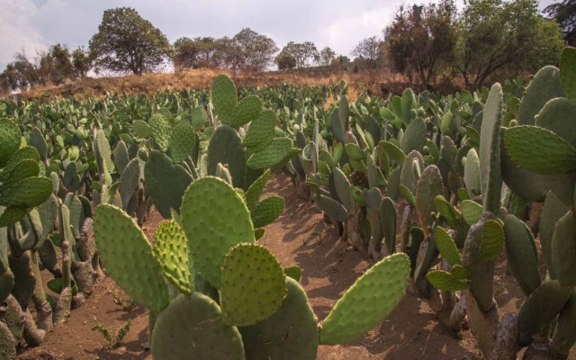 La FCA estrecha lazos con empresas productoras de nopal