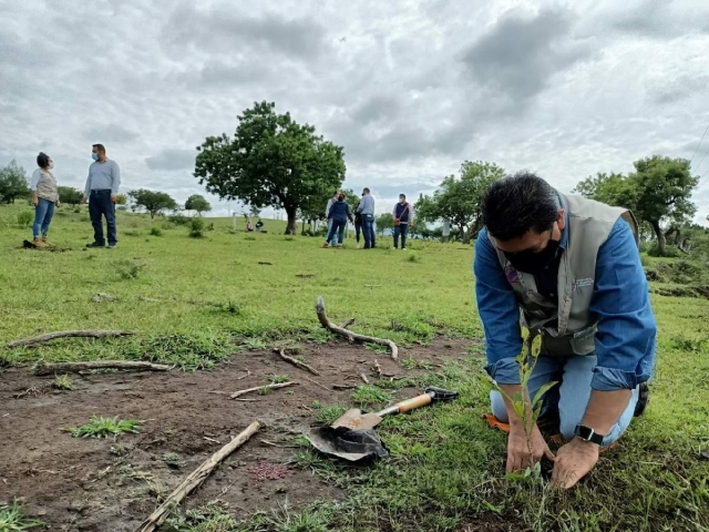 Buscan triplicar cifra de árboles sembrados antes de las lluvias