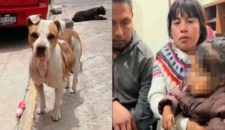 Pitbulls SIN CORREA atacan a niña de 3 años que vendía churros