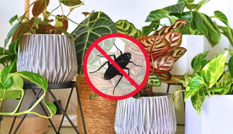 ¿Qué plantas atraen a las cucarachas y cuáles deberías evitar en casa?