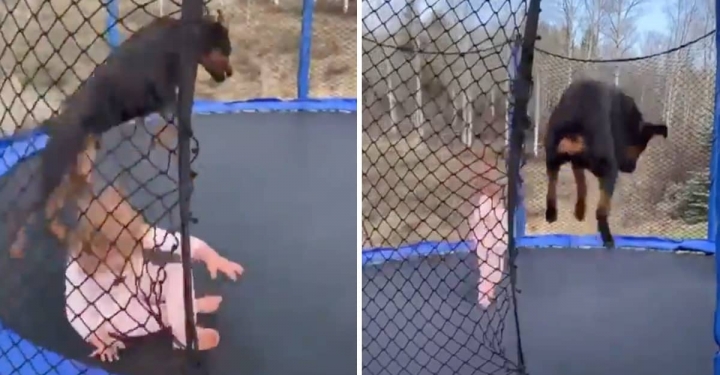 Una niña y su perro Rottweiler saltan y juegan en un trampolín.